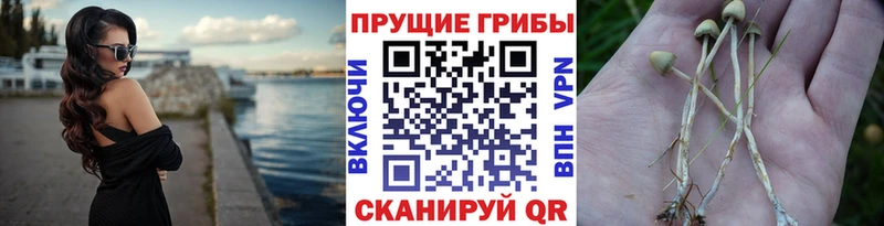 Псилоцибиновые грибы Cubensis  Удачный 